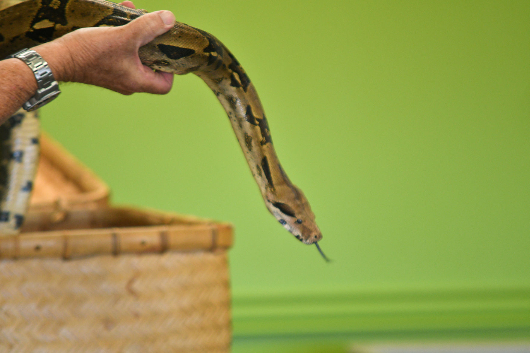Snake Day at Clara B. Mounce Public Library